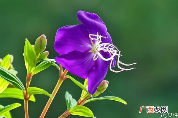 野牡丹的花语是什么呢 野牡丹的种植有什么注意的呢