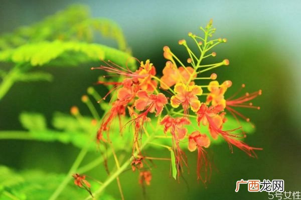 金凤花的花语是什么呢 金凤花种植有什么注意的呢