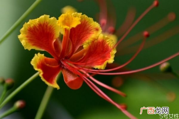 金凤花的花语是什么呢 金凤花种植有什么注意的呢