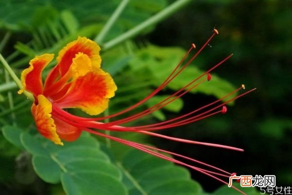 金凤花的花语是什么呢 金凤花种植有什么注意的呢