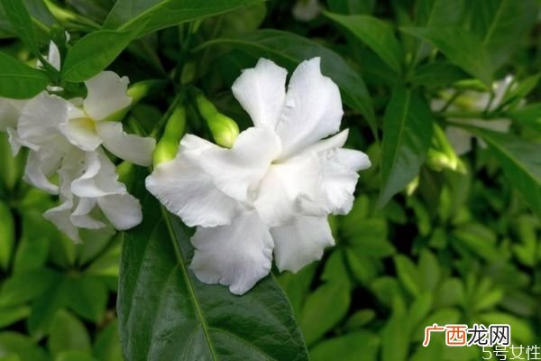 狗牙花的花语是什么呢 狗牙花种植有什么注意的呢