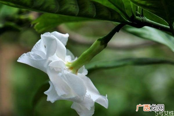 什么是狗牙花呢 狗牙花有什么作用呢