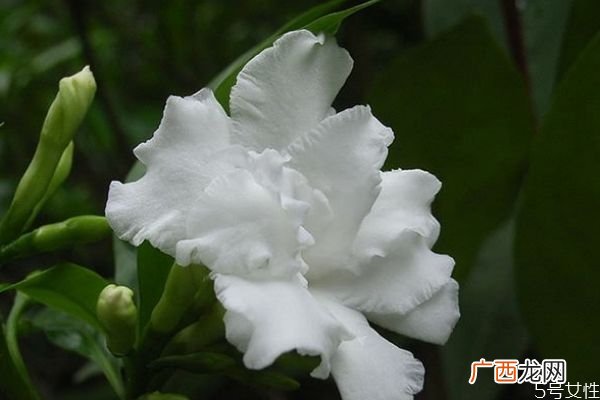 什么是狗牙花呢 狗牙花有什么作用呢
