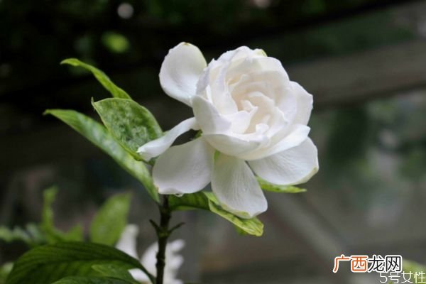 水横枝的花语是什么呢 水横枝应该怎么种植呢
