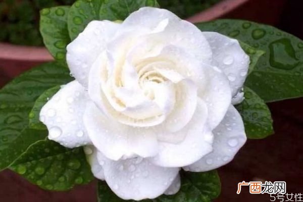 水横枝的花语是什么呢 水横枝应该怎么种植呢