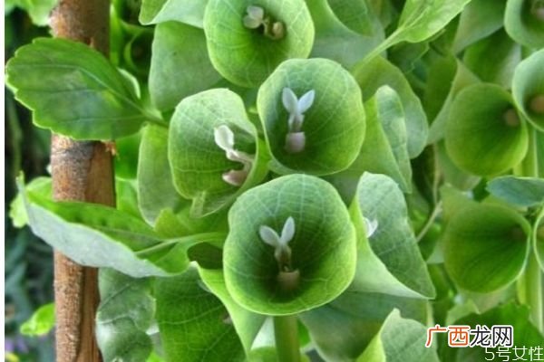 贝壳花的花语是什么呢 贝壳花的种植要注意什么呢