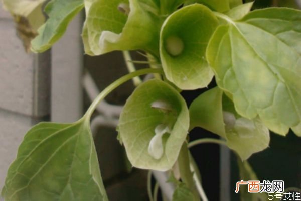 贝壳花的花语是什么呢 贝壳花的种植要注意什么呢