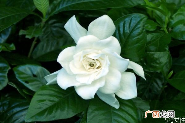 水横枝是一种什么植物呢 水横枝有什么作用呢