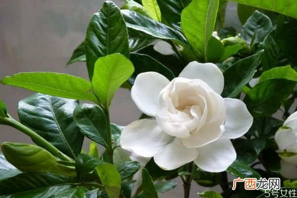 水横枝是一种什么植物呢 水横枝有什么作用呢