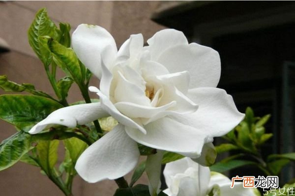 水横枝是一种什么植物呢 水横枝有什么作用呢