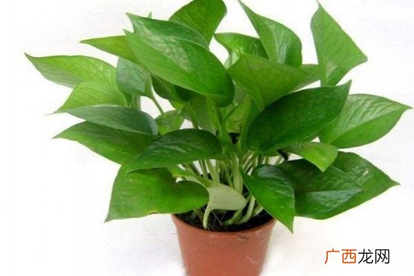 黄金葛是一种什么植物呢 黄金葛有什么作用呢