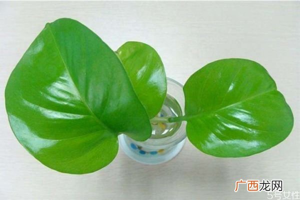 黄金葛是一种什么植物呢 黄金葛有什么作用呢