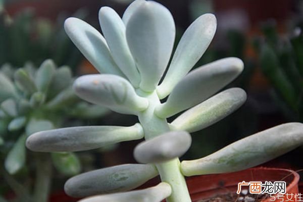 白美人是一种什么植物呢 白美人应该怎么种植呢