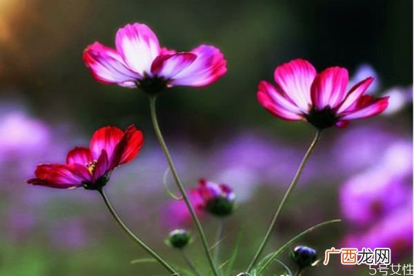 依米花是一种什么植物呢 依米花有什么作用呢