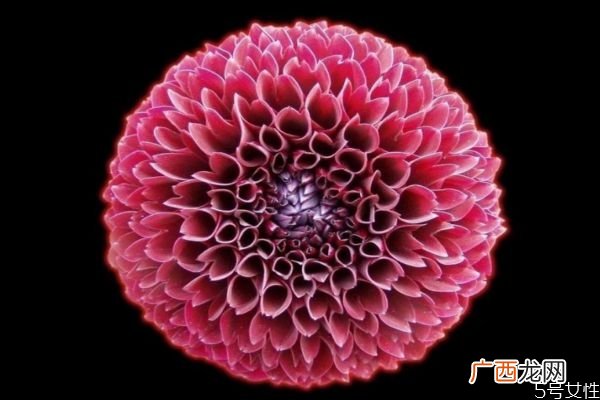 大丽花是一种什么植物呢 大丽花有什么作用呢