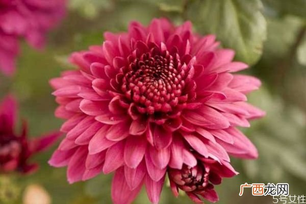 大丽花是一种什么植物呢 大丽花有什么作用呢