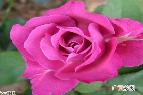 月季花有什么作用呢 月季花的花语是什么呢