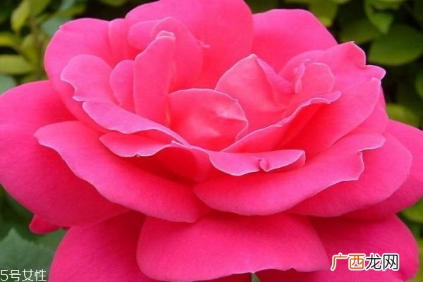 月季花有什么作用呢 月季花的花语是什么呢