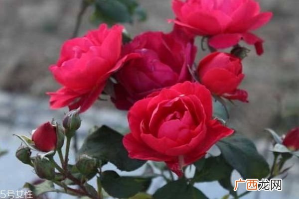月季花有什么作用呢 月季花的花语是什么呢