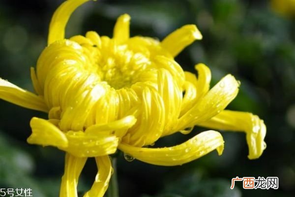 菊花有什么种类 菊花有什么功效呢