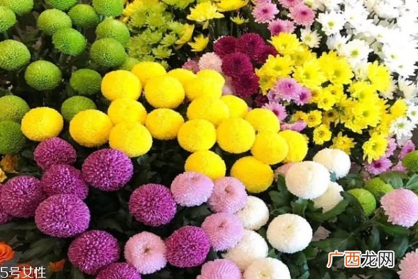 菊花有什么种类 菊花有什么功效呢
