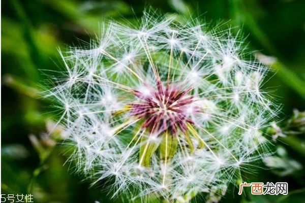 蒲公英有什么用处呢 蒲公英的功效有什么