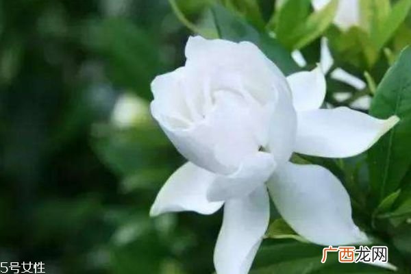 栀子花有什么功效呢 栀子花有用途呢