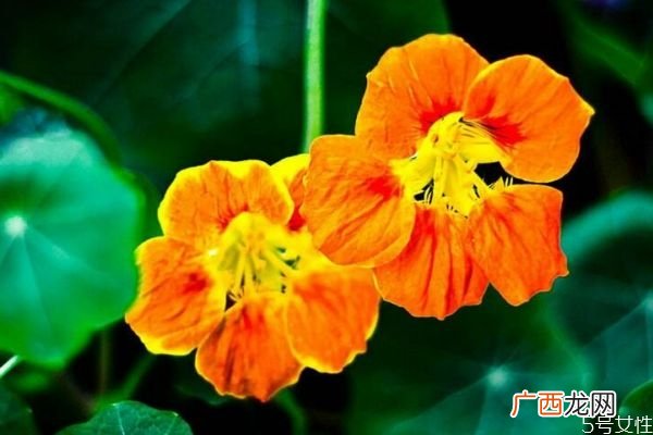 旱金莲的主要分布地区是哪里呢 旱金莲的花语是什么呢