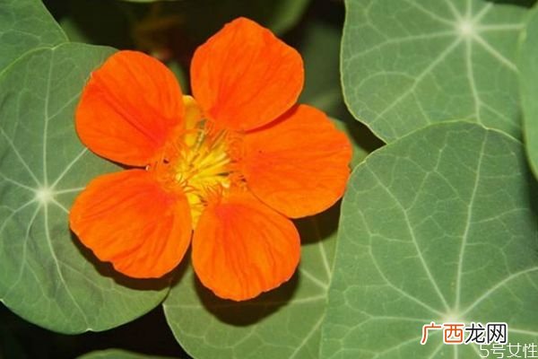 什么是旱金莲呢 旱金莲是一种什么植物呢