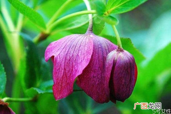 什么是圣诞玫瑰花呢 圣诞玫瑰的花语是什么呢
