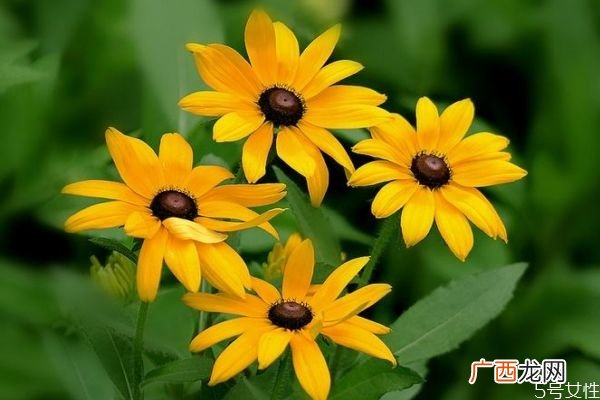 金光菊的花语是什么呢 金光菊可以吃吗