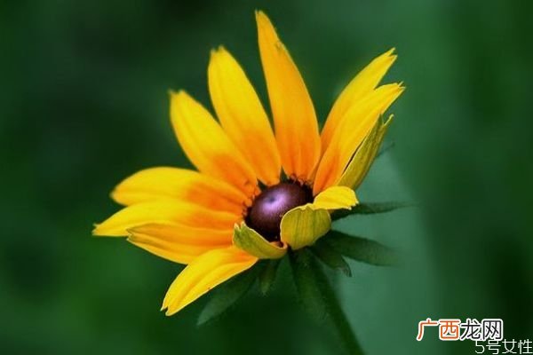 金光菊的花语是什么呢 金光菊可以吃吗