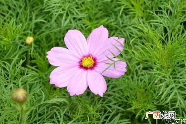 波斯菊的花语是什么呢 波斯菊的花期是什么时候呢