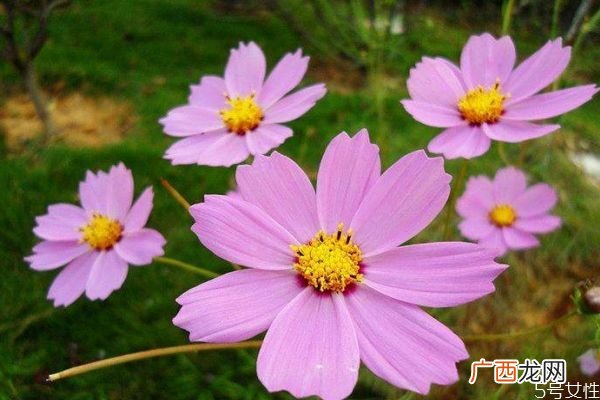 什么是波斯菊呢 波斯菊有什么作用呢