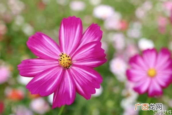 什么是波斯菊呢 波斯菊有什么作用呢