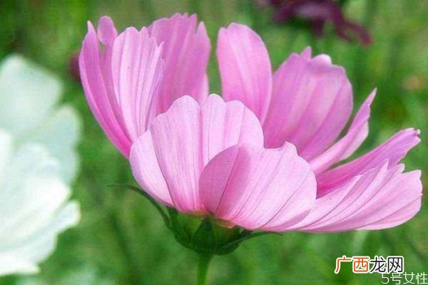 什么是波斯菊呢 波斯菊有什么作用呢