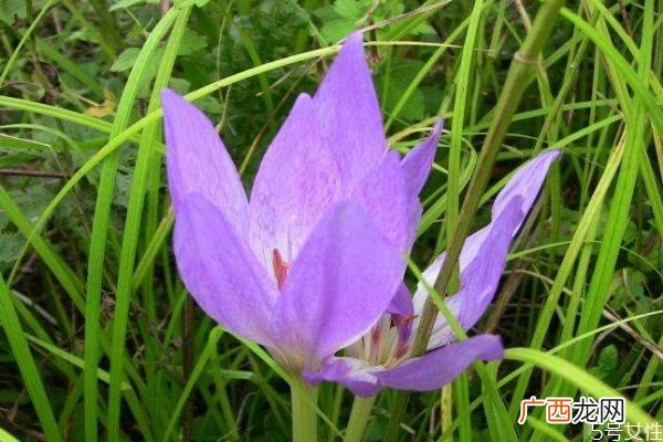 秋水仙的花语是什么呢 秋水仙的种植有什么注意的呢