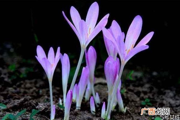 秋水仙的花语是什么呢 秋水仙的种植有什么注意的呢