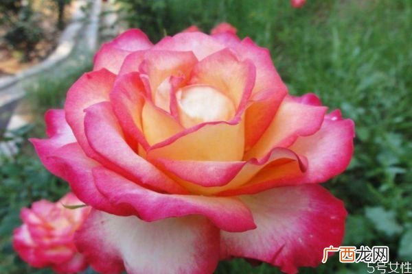 月季花生长环境是怎么样的呢 月季花分布范围是哪里呢