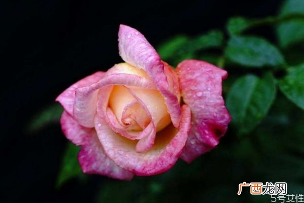 月季花生长环境是怎么样的呢 月季花分布范围是哪里呢