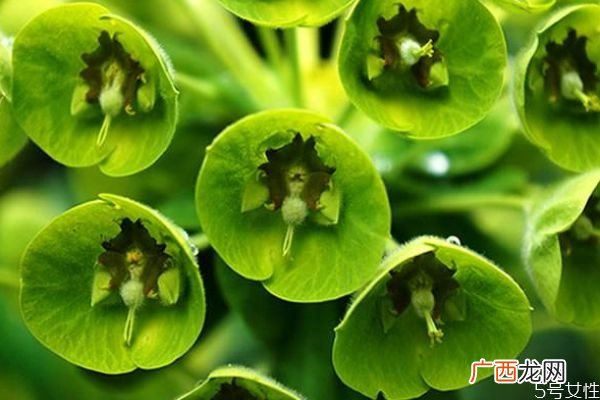贝壳花是一种什么植物呢 贝壳花有什么作用呢