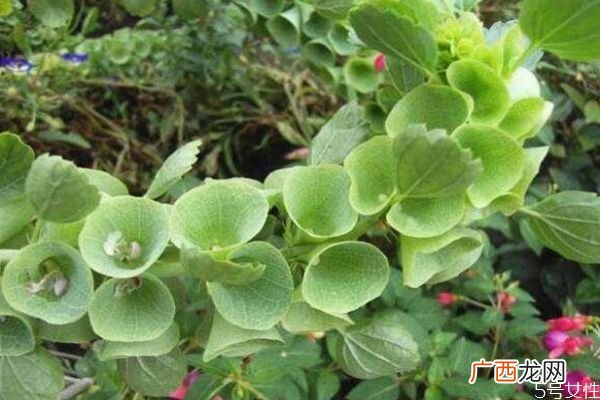 贝壳花是一种什么植物呢 贝壳花有什么作用呢
