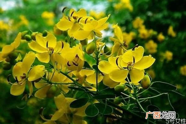 黄槐是一种怎么样的植物呢 黄槐有什么作用呢