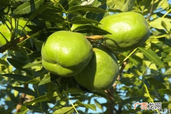 文冠果是一种什么植物呢 文冠果有什么作用呢