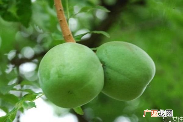 文冠果是一种什么植物呢 文冠果有什么作用呢