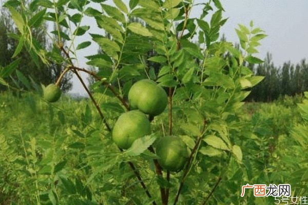 文冠果是一种什么植物呢 文冠果有什么作用呢