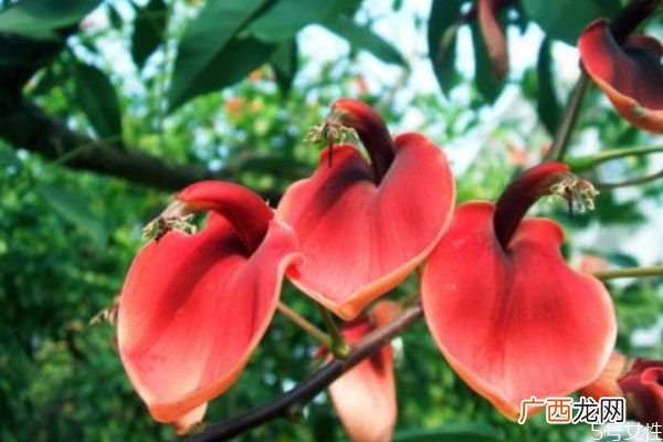 刺桐是一种什么植物呢 刺桐有什么作用呢