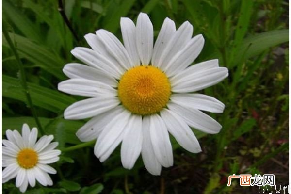 什么是白晶菊呢 白晶菊有什么作用呢