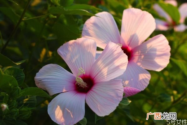 什么是芙蓉葵呢 芙蓉葵有什么作用呢