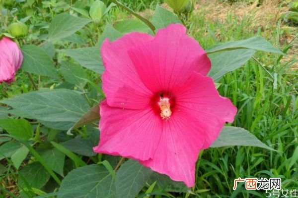 什么是芙蓉葵呢 芙蓉葵有什么作用呢